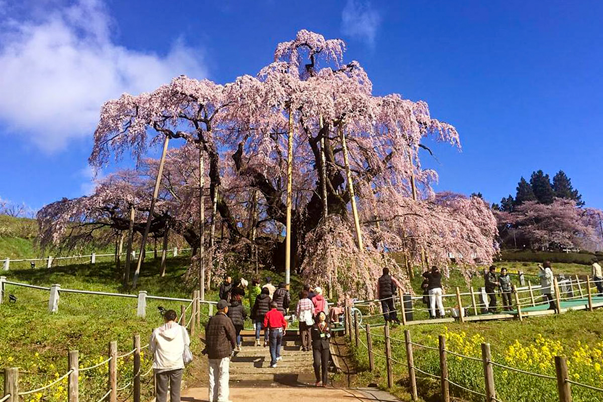 【漾旅、和遊】2025櫻之饗宴｜關東秘密花園八日｜日光江戶村和服體驗｜元祖道地美食(六人成行)
